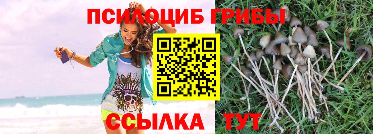 Избербаш  Псилоцибиновые грибы мицелий  Галлюциногенные грибы Psilocybe  как найти наркотики  Вход с VPN 